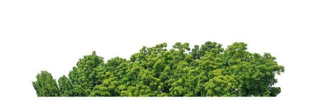Green Trees isolated on white background. are Forest and foliage in summer for both printing and web pages with cut path and alpha channel photo