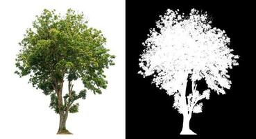 Single tree with clipping path and alpha channel on black background. photo