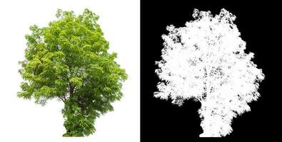 aislado verde árbol con recorte camino y alfa canal en negro antecedentes. foto