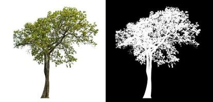 Isolated single tree with clipping path and alpha channel on black background. photo