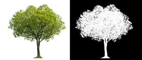 Isolated green tree with clipping path and alpha channel on black background. photo