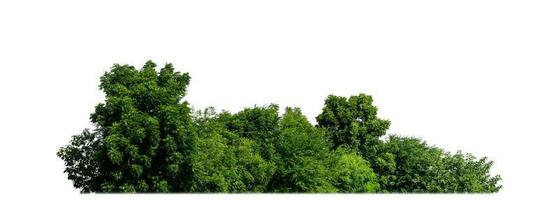 árboles verdes aislados sobre fondo blanco. son bosques y follaje en verano tanto para impresión como para páginas web con ruta de corte y canal alfa foto