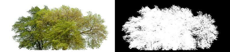 Single shrubs with clipping path and alpha channel on black background. photo