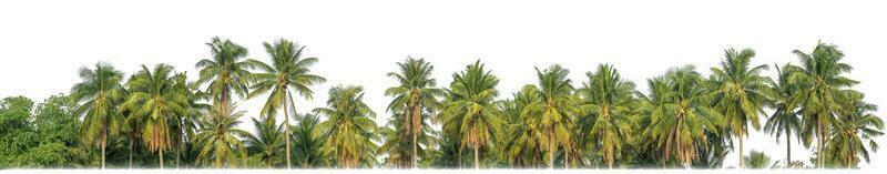 Palm trees in summer on white background with clipping path and alpha channel. photo