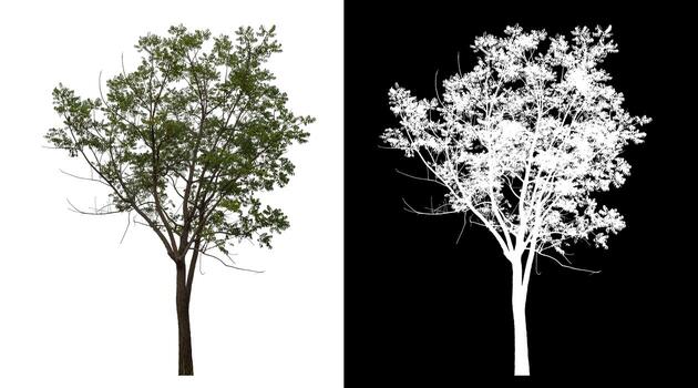 Isolated single tree with clipping path and alpha channel on black background. photo