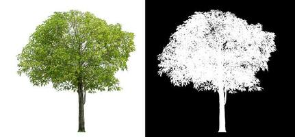 Isolated green tree with clipping path and alpha channel on black background. photo