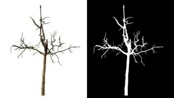 Isolated dead tree with clipping path and alpha channel on black background. photo