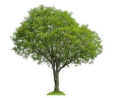 Green tree isolated on white background. photo