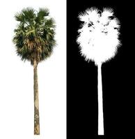 sugar palm with clipping path and alpha channel on black background. photo