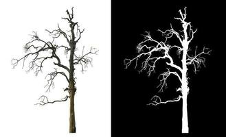 Isolated dead tree with clipping path and alpha channel on black background. photo
