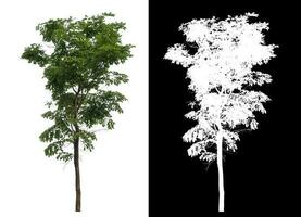 Isolated single tree with clipping path and alpha channel on black background. photo