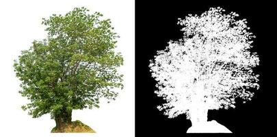 Isolated green tree with clipping path and alpha channel on black background. photo