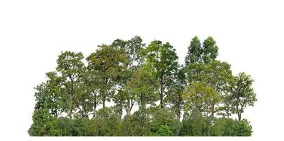 Green Trees isolated on white background. are Forest and foliage in summer for both printing and web pages with cut path and alpha channel photo