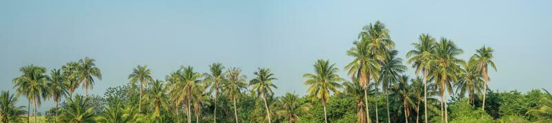 Panoramic view of green palm trees in summer, Blue sky background. photo