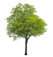 Green tree isolated on white background. photo