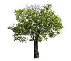 Green tree isolated on white background. photo