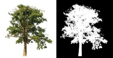 Isolated single tree with clipping path and alpha channel on black background. photo