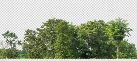 Green trees isolated on transparent background forest and summer foliage for both print and web with cut path and alpha channel photo