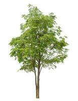 Green tree isolated on white background. photo