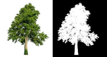 Isolated single green tree with clipping path and alpha channel on black background. photo