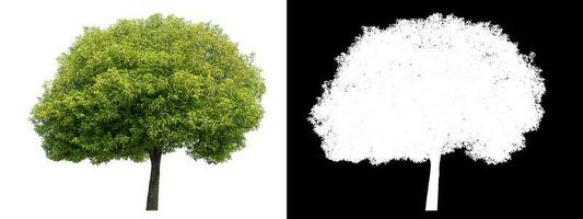 Isolated green tree with clipping path and alpha channel on black background. photo