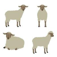 Cute sheep in four position vector