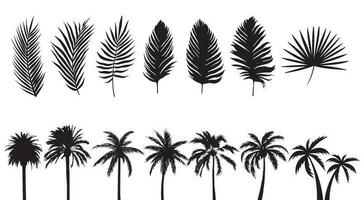 Palm tree silhouettes collection. Isolated palms leaves set. Vector graphics of trees. Tropical and exotic plants. Natural and cartoon shapes. Black illustrations on white background.