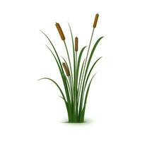 Realistic reed, sedge and grass, 3d vector rush