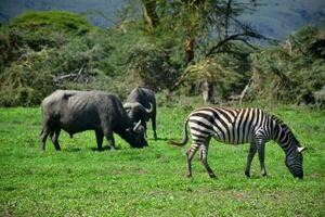 Animal on jungle photo