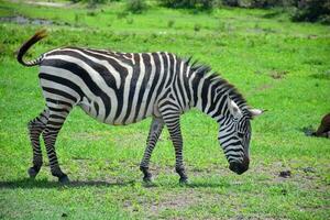 Animal on jungle photo