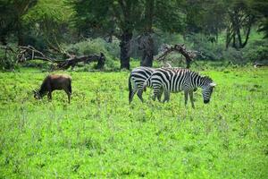 animal en selva foto