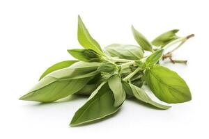 Fresh green organic basil and rosemary leaves isolated on white background. With clipping path, generate ai photo