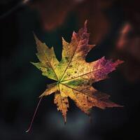 autumn maple leave in a row, vivid colors, panorama illustration on black background photo