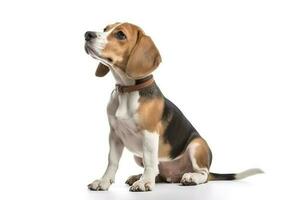 Studio shot of an adorable Dachshund looking curiously at the camera, generate ai photo