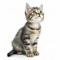 juguetón gracioso gatito mirando arriba. aislado en blanco fondo, generar ai foto