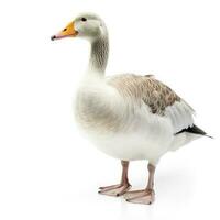 Goose isolated on white background, generate ai photo