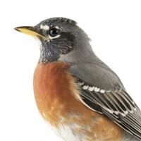 American Robin isolated on white background, generate ai photo