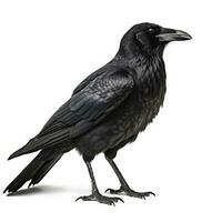 Crow isolated on white background, generate ai photo