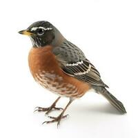 American Robin isolated on white background, generate ai photo