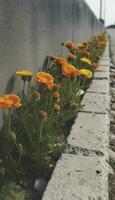 algunos flores son forrado arriba en el lado de un camino, en el estilo de brutalista, Pato centro, Mancha medida, concreto, naranja, pradera centro, reciclado, generar ai foto