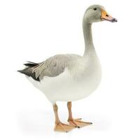 Goose isolated on white background, generate ai photo