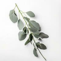 Eucalyptus branch isolated on white background. Flat lay, top view. floral concept, generate ai photo