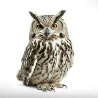 owl isolated on white background, generate ai photo