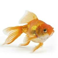 goldfish isolated on white background, generate ai photo