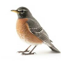 American Robin isolated on white background, generate ai photo