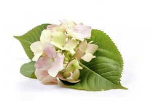 Hydrangea Blossom, Weltfrauentag Means International Womens Day , isolated on white background, generate ai photo