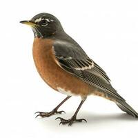 American Robin isolated on white background, generate ai photo