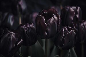 Black tulips on black background. Minimalistic contemporary bunch of elegant spring flowers. image. photo