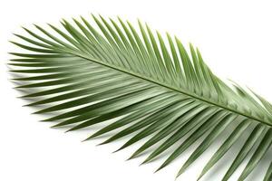 Natural palm tree leaf isolated on White background , generate ai photo