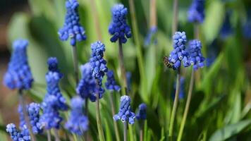 fliegend Biene und Traube Hyazinthe Blumen. Blau blühen Muscari armeniacum im das früh Frühling auf ein sonnig Tag video